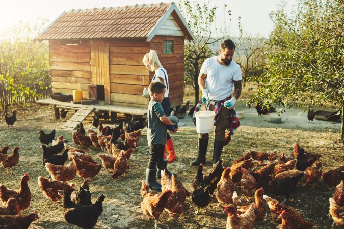 iStock-1134852269 egg prices raising chickens family at their house feeding chickens