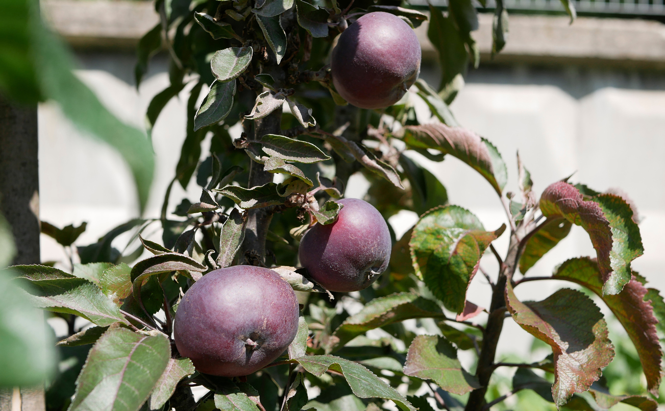 iStock-1164939638 Disease Resistent Apples Williams Pride Apple on Tree.jpg