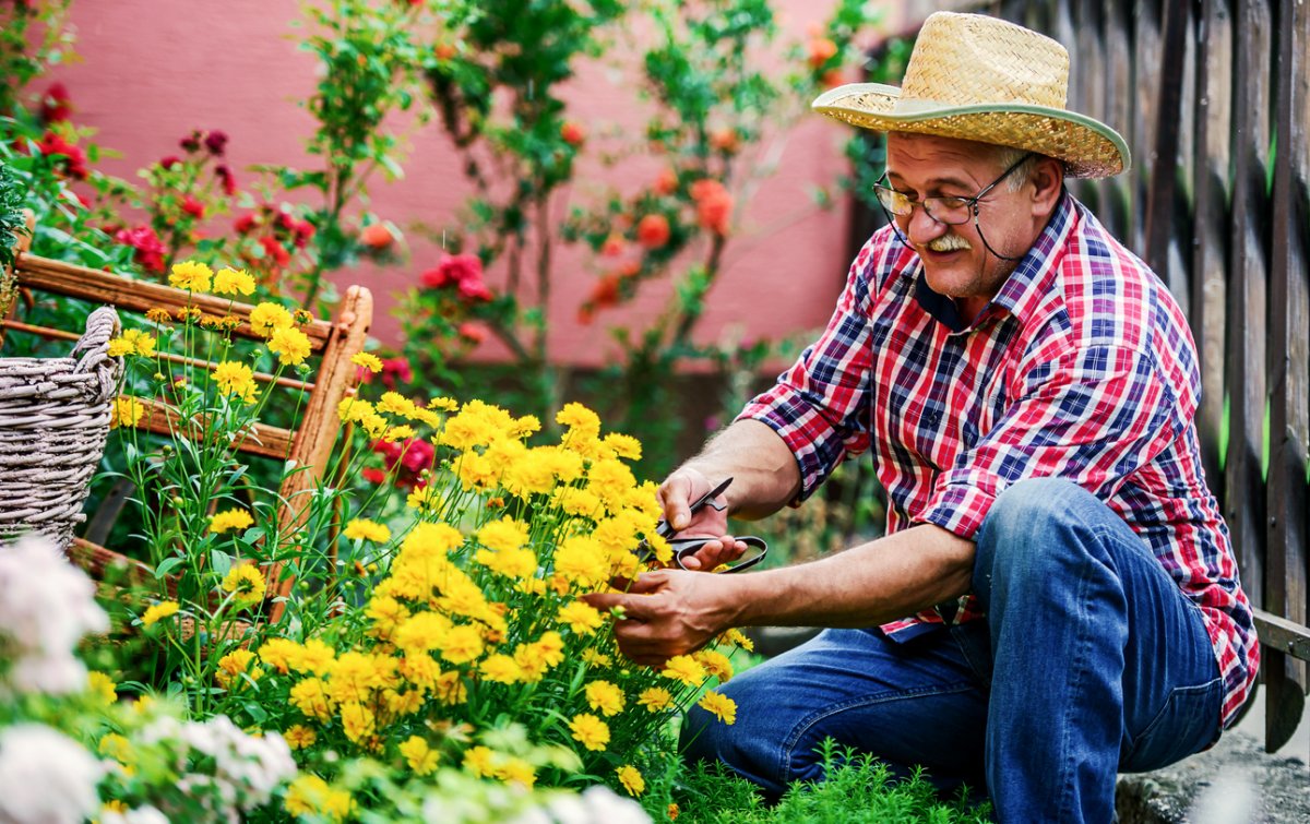 iStock-1174841857 cut flower garden man cutting flowers from backyard garden.jpg