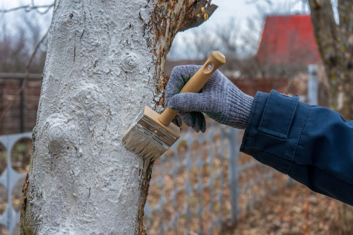 Why Are Trees Painted White Bob Vila