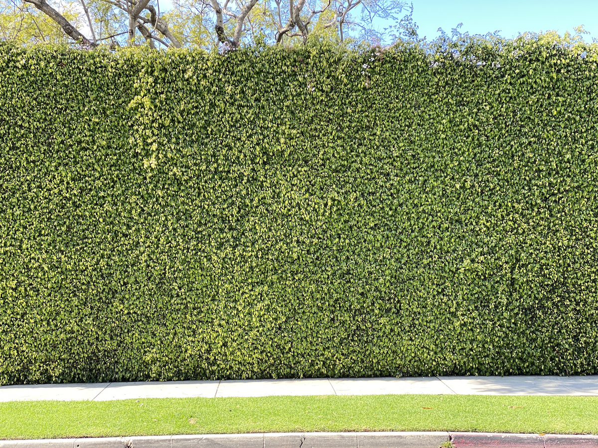 A yew hedge lines a sidewalk to provide privacy for a home.