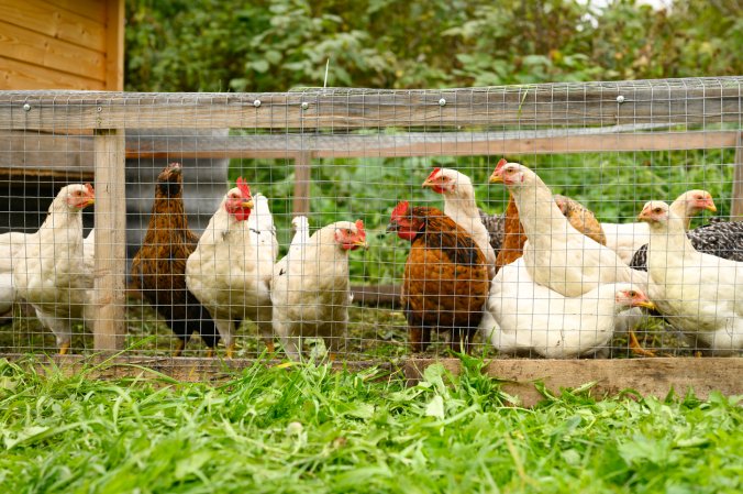 covered chicken yard for protecting backyard flock