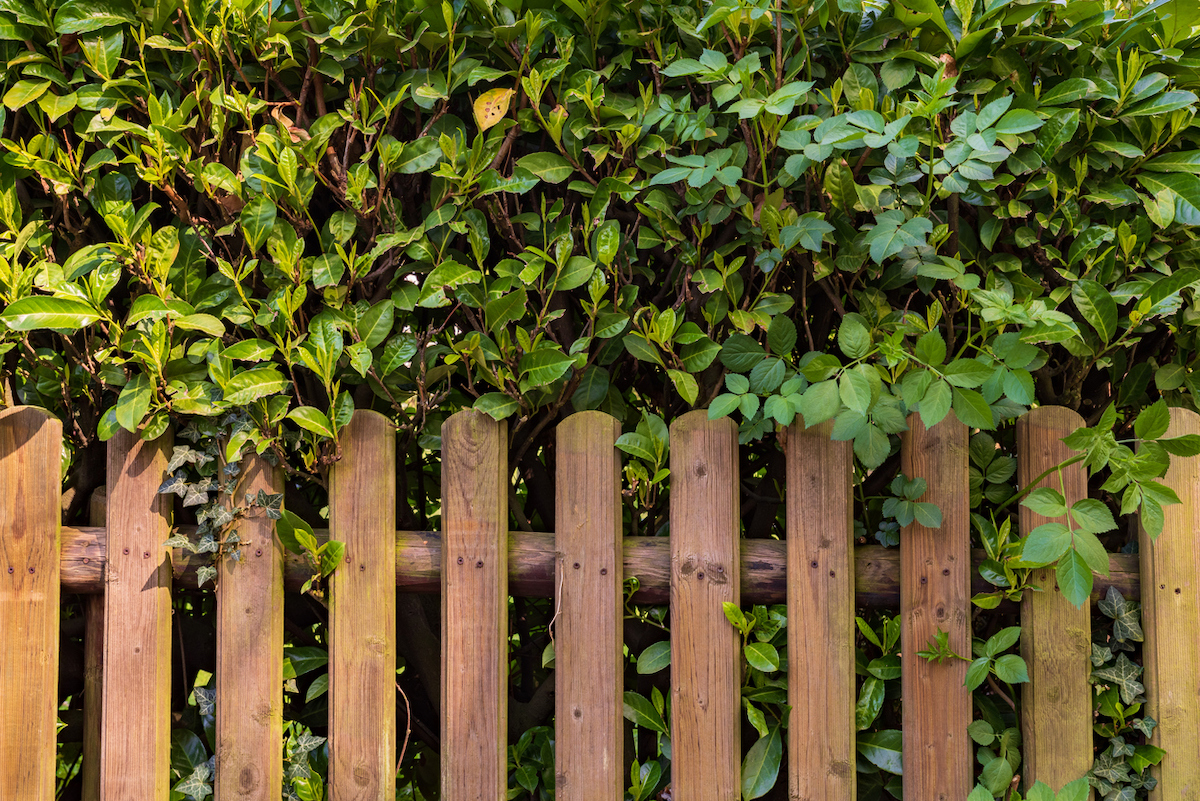 A wooden fence is in front of a cherry laurel hedge.