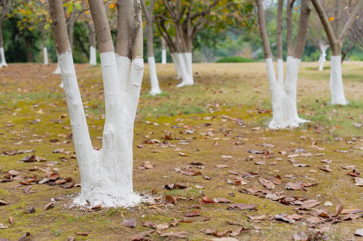 Why Are Trees Painted White Bob Vila