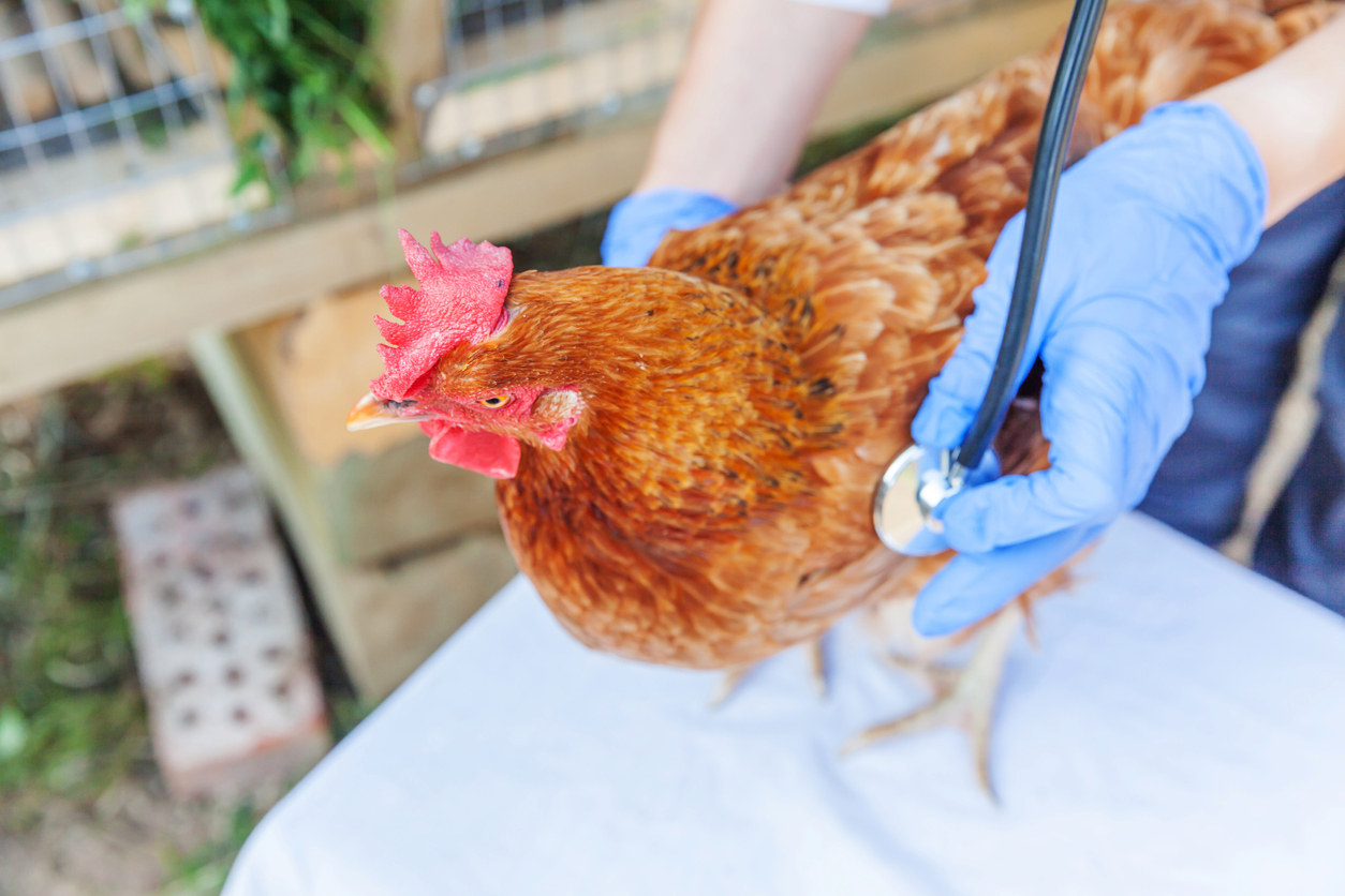 iStock-1313496160 egg prices raising chickens examining sick chickens