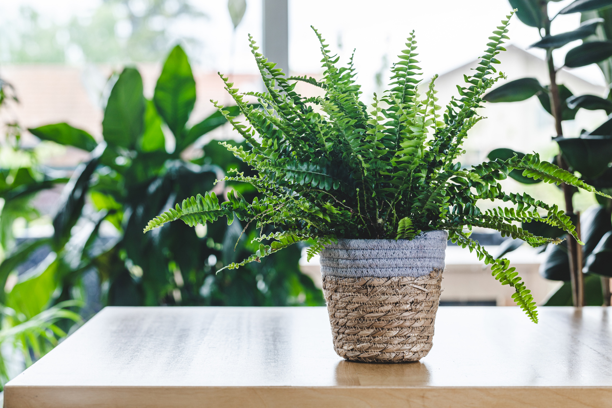 A Boston Houseplant in a white and beige planter.