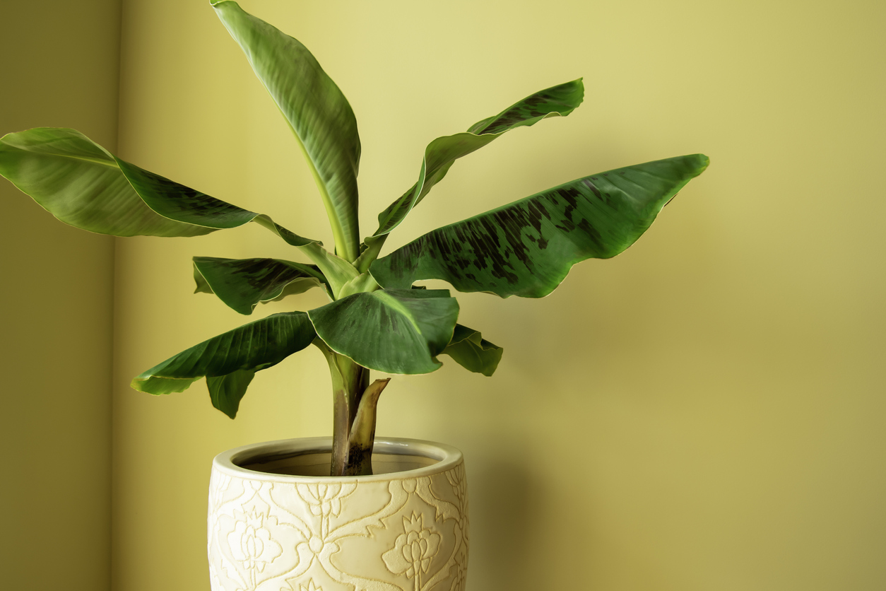 A potted banana plant in front of a yellow wall.