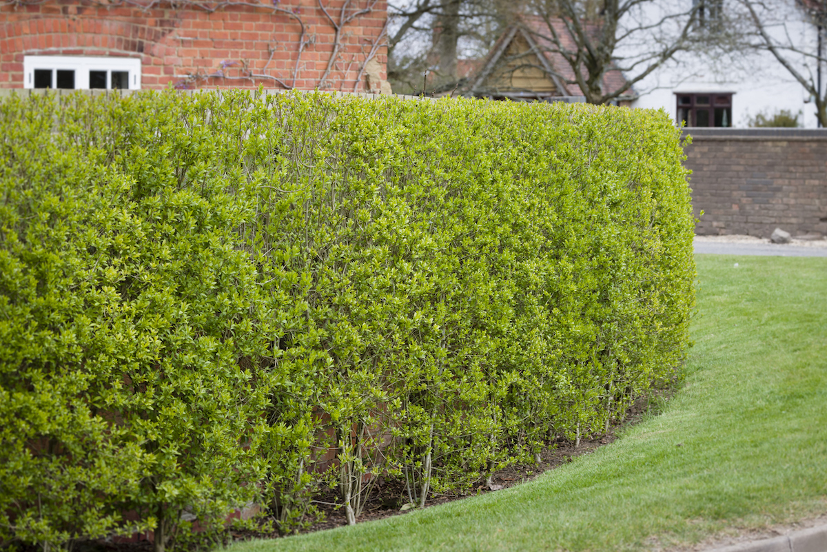 A privet hedge is acting as a fence for a brick home.