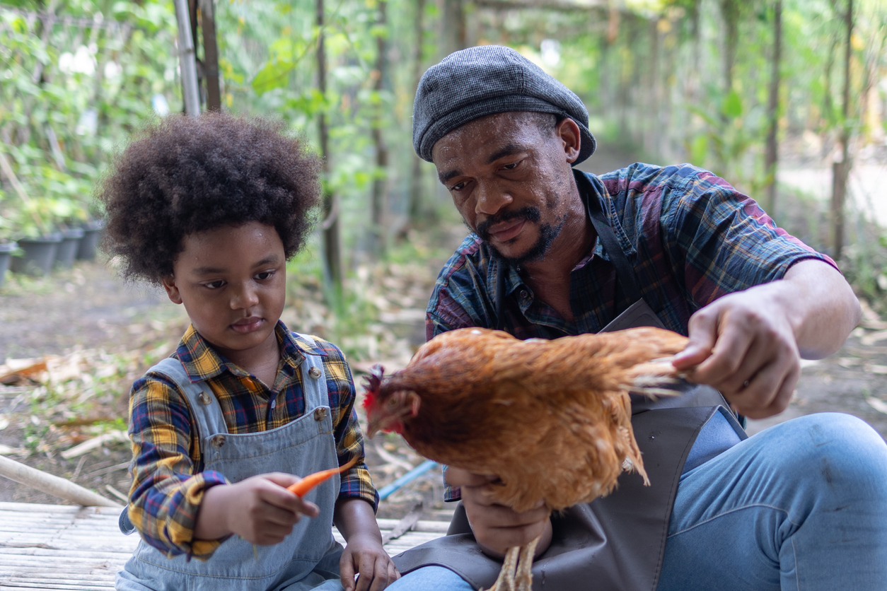 iStock-1397052018 egg prices raising chickens father and son feeding chicken carrot