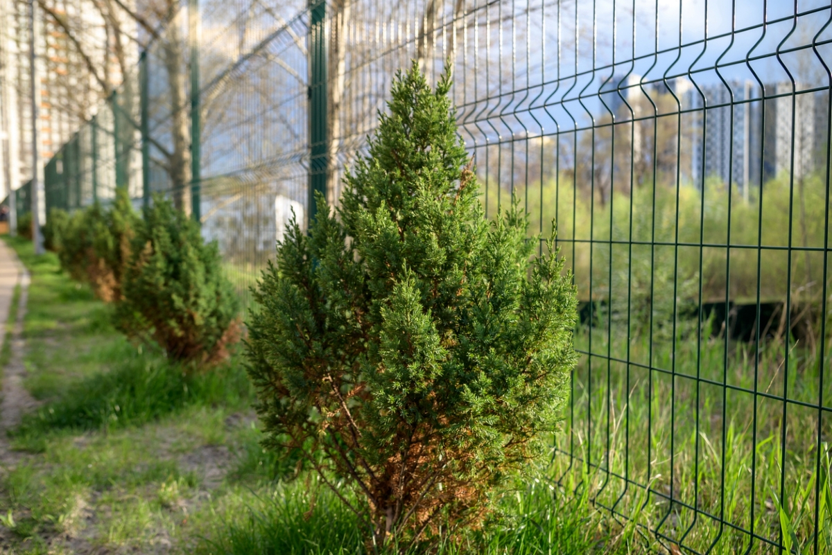 best shrubs for the front of the house - juniper shrub