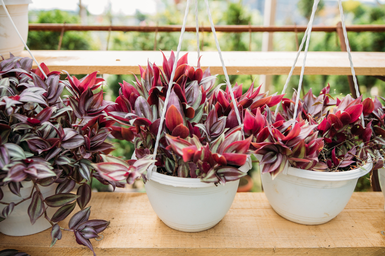 iStock-1440766545 toughest house plants to keep alive three potted inch plants by the window