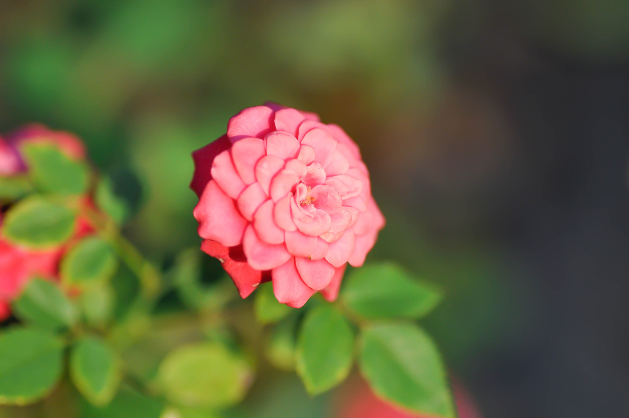 iStock-1453695014 toughest houseplants to keep alive miniatore rose close up on single minature rose on bush