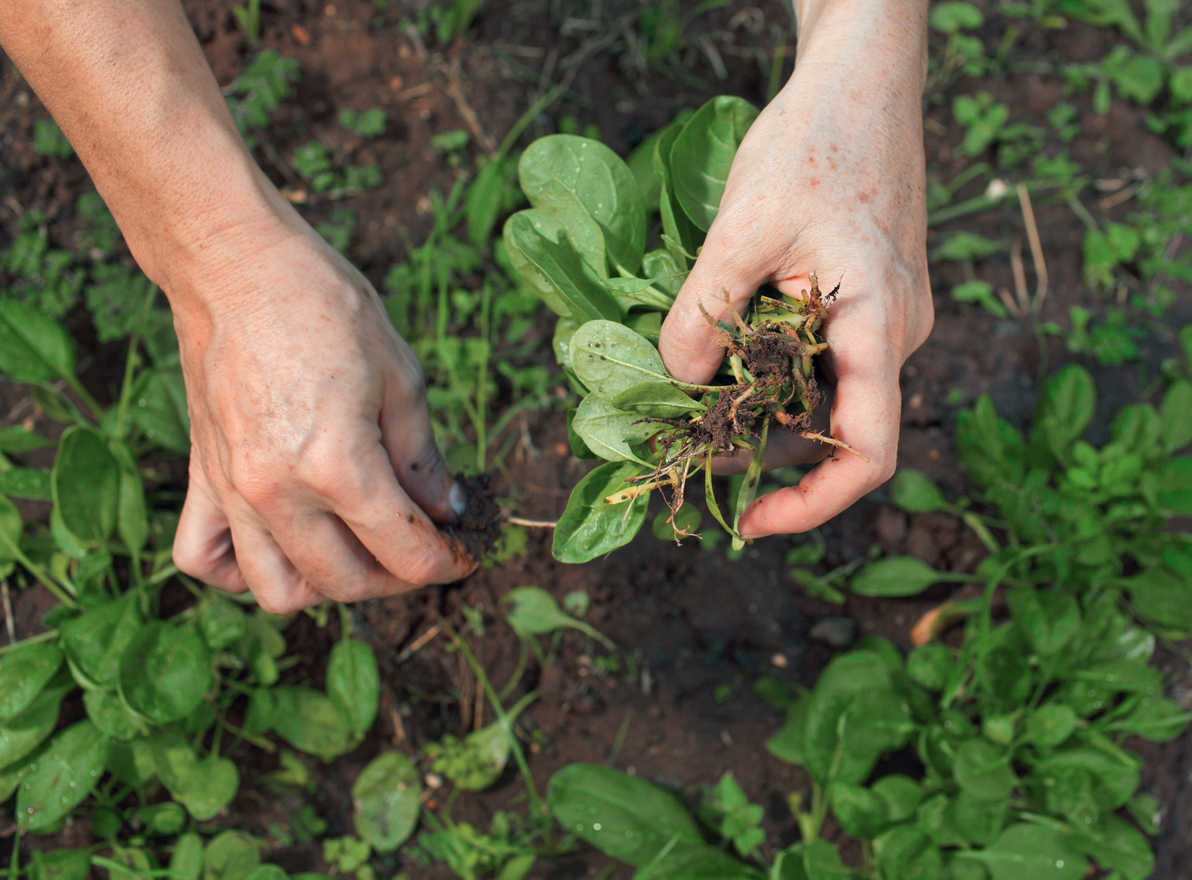 10 things every new gardener should know weeding vegetable garden