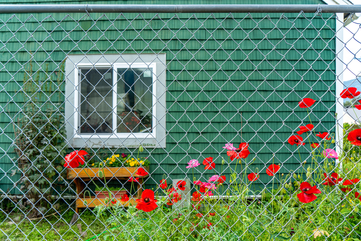 A chain link fence lined with red poppy flowers is in front of a green home.