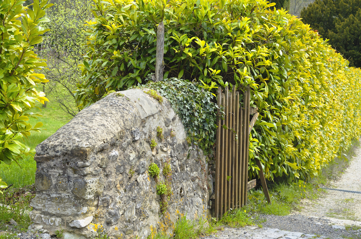A spotted laurel hedge is next to a stone wall and wooden gate.