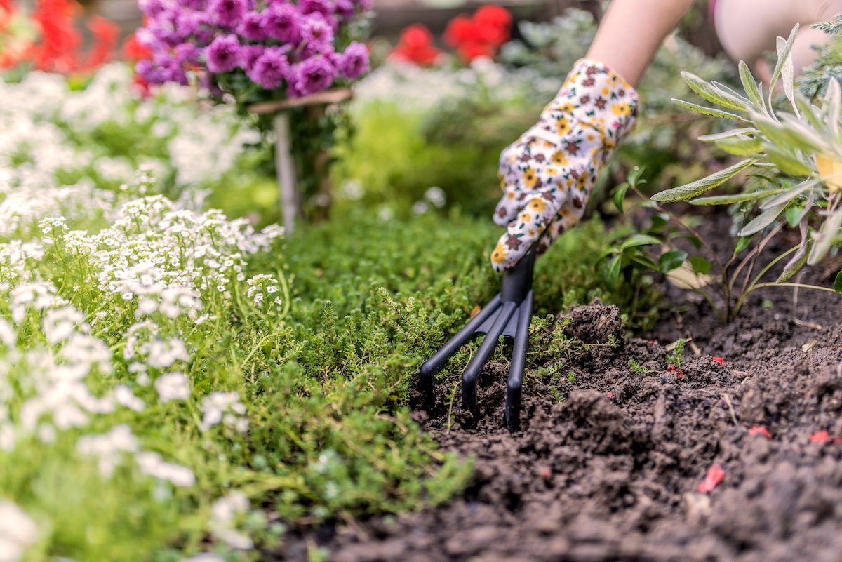 The 15 Best Low-Maintenance Ground Cover Plants for Your Property