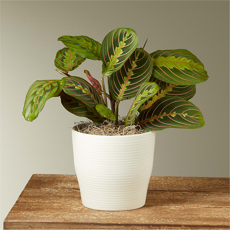 red prayer plant in white pot