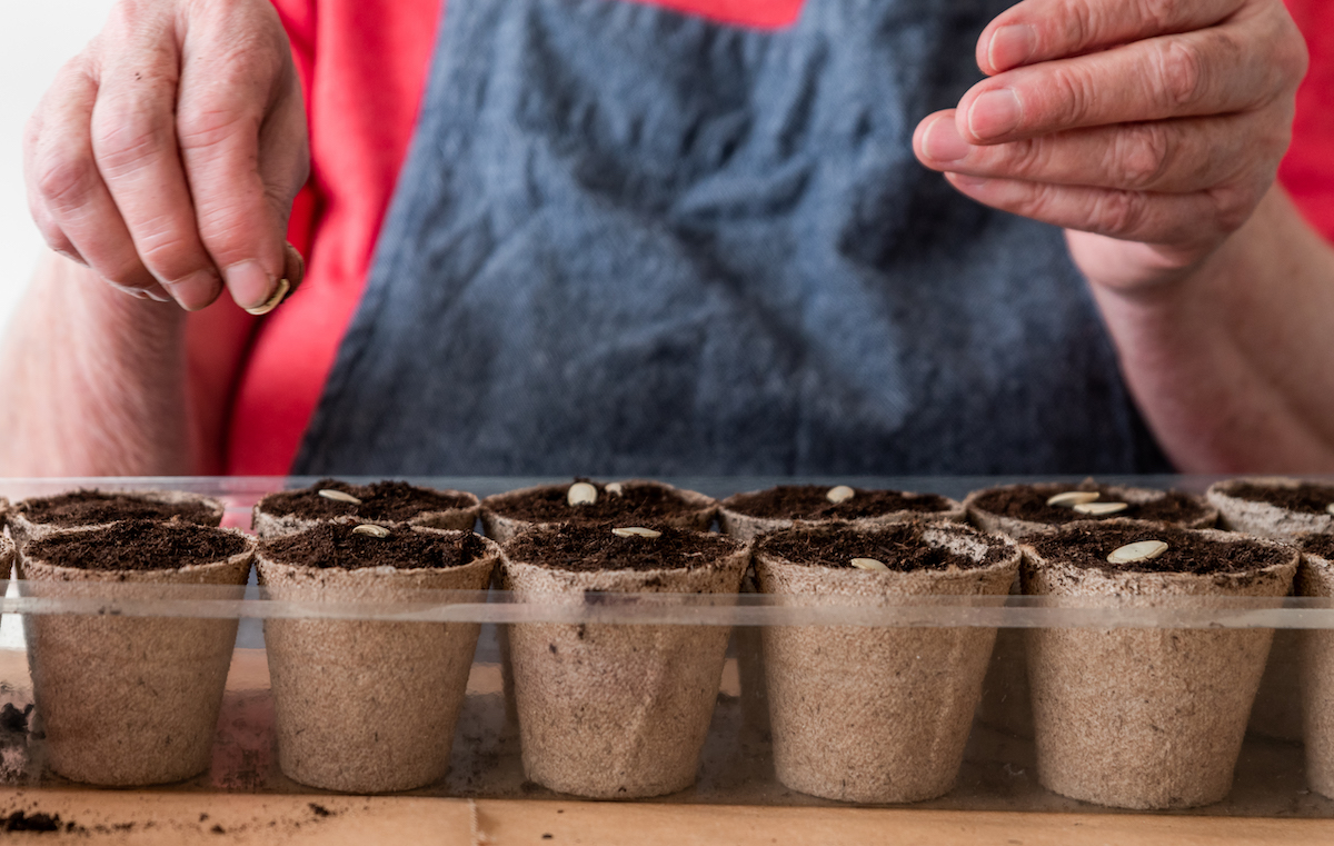 Senior woman wearing an apron, sitting at kitchen table sowing seeds in peat pots.