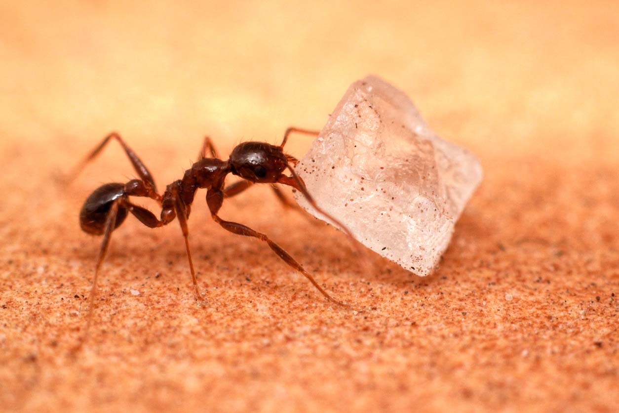 How To Get Rid of Sugar Ants: 5 Steps To Take - Bob Vila