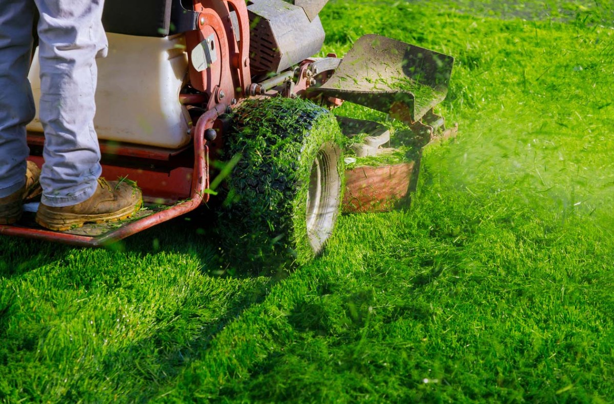 A close up of a worker in a riding lawn mower mowing lush green grass.