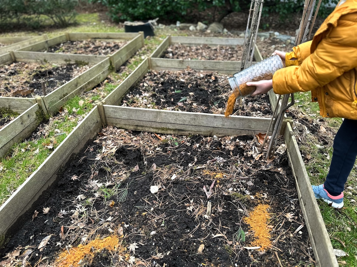 A girl in a yellow cost adds compost to the soil of a garden bed during the winter season.