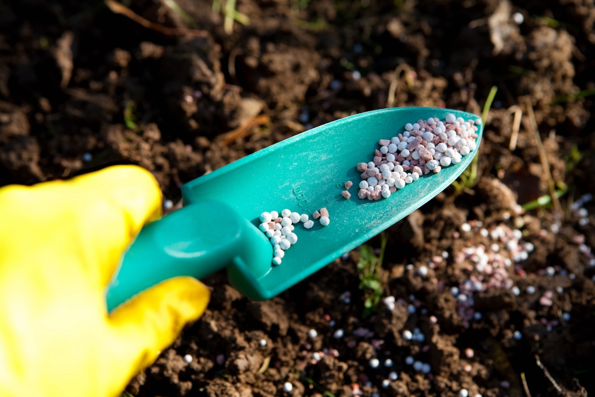 A hand wearing a yellow gardening glove uses a small shovel to sprinkle sulfur on a garden plot.