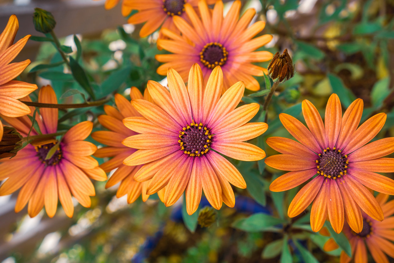 iStock-1092778894 plants for hanging baskets Osteospermum