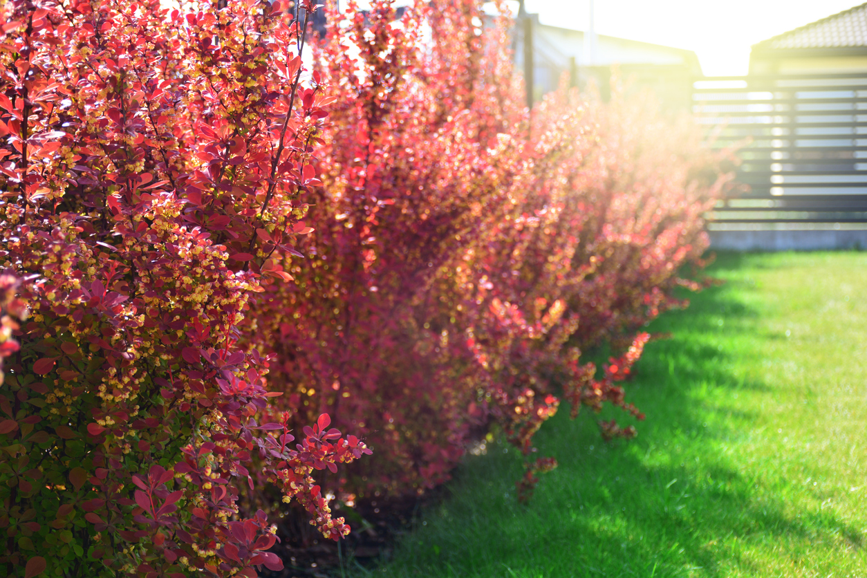 iStock-1151830976 thorny plants Barberry bushes outside of home