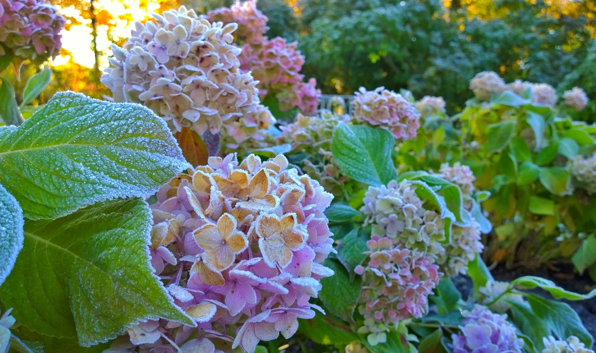 hydrangea care - icy hydrangea plants