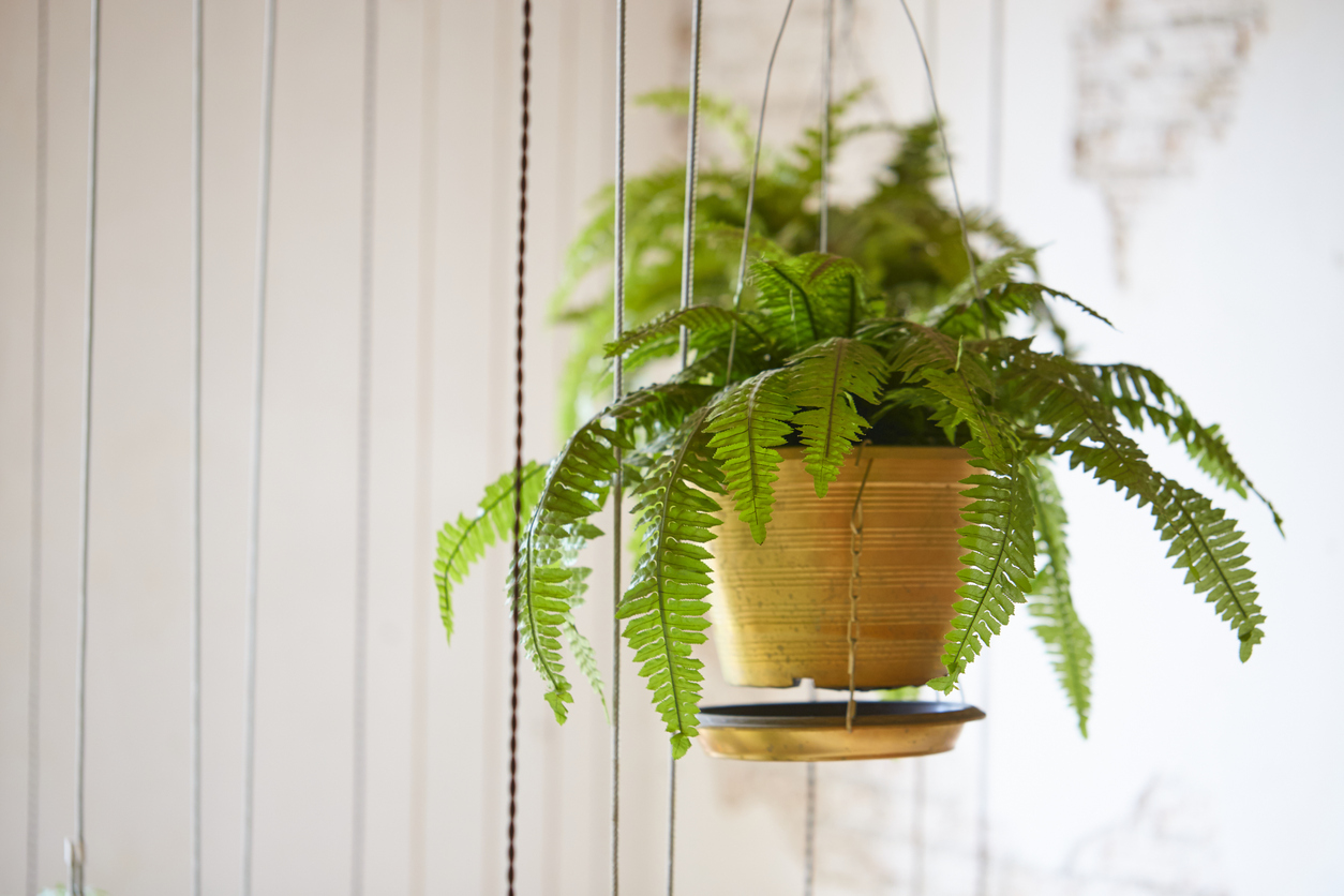 iStock-1220718245 plants for hanging baskets boston fern in basket