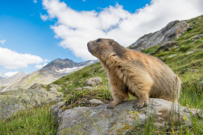 groundhog-day-history-groundhog-on-mountain