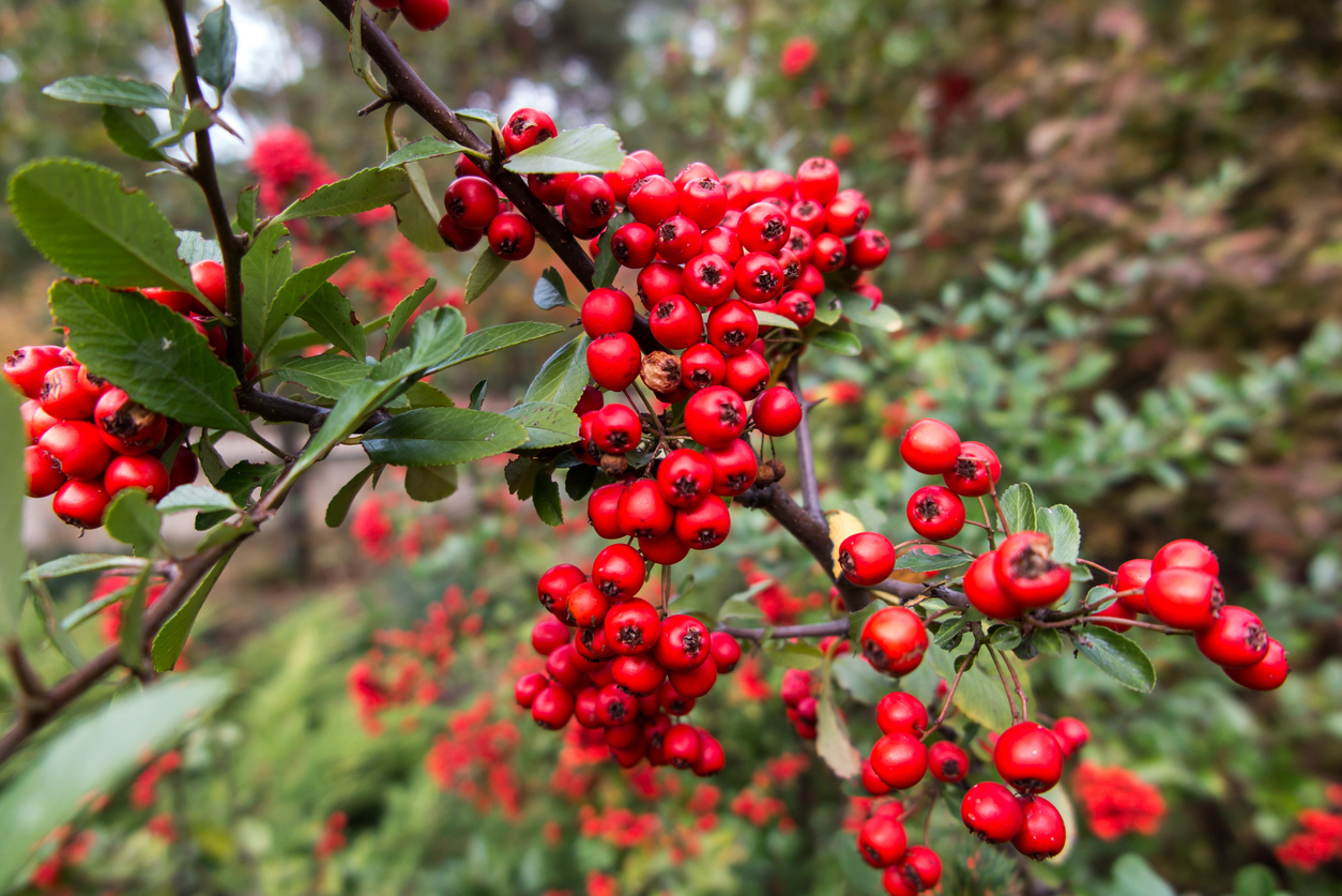 iStock-1296226878 thorny plants Red ripe wild hawthorn berries