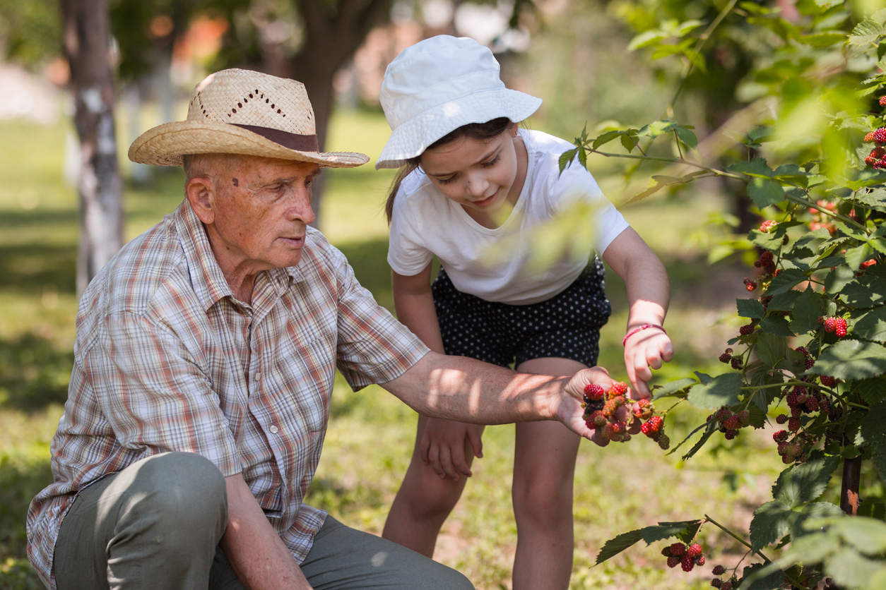 How To Grow Raspberries At Home - Bob Vila