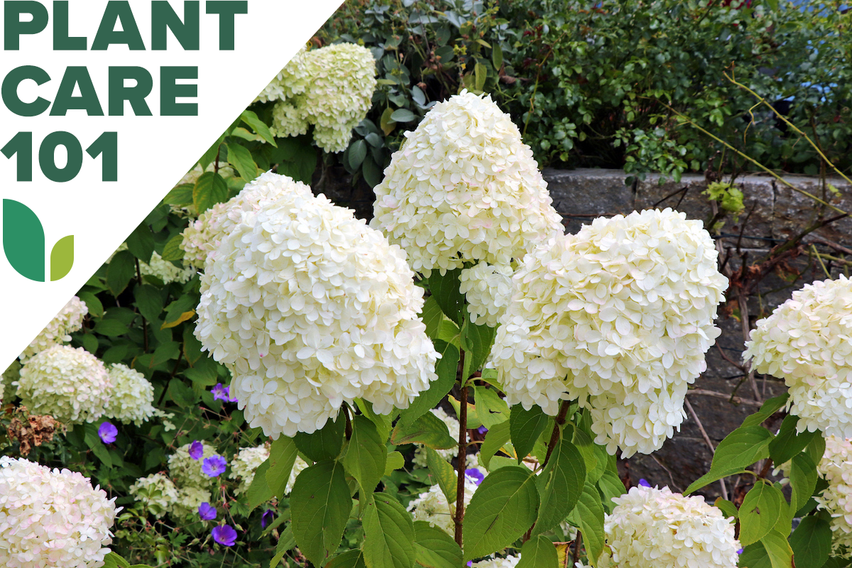 hydrangea plant care 101 - how to grow hydrangeas