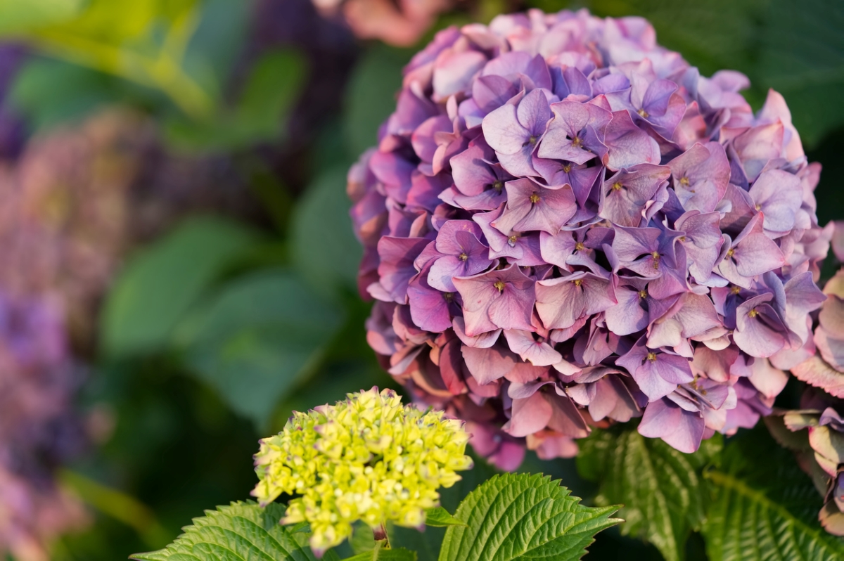 hydrangea care - hydrangea bloom close up