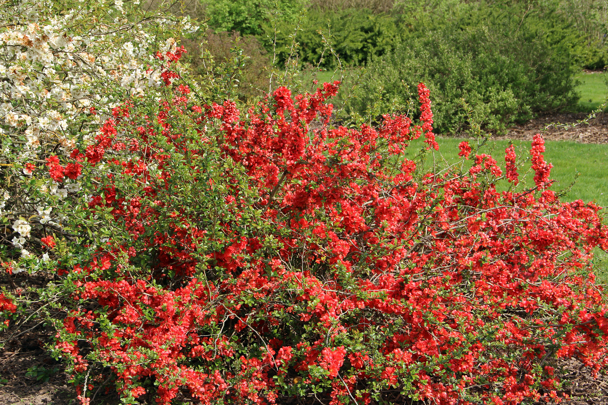 iStock-1369733318 thorny plants white and red Chaenomeles speciosa