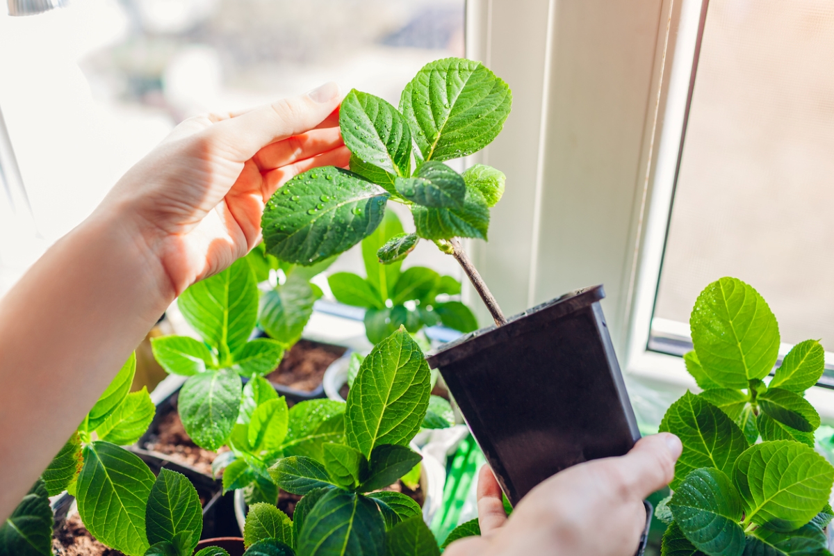 hydrangea care - hydrangea propagation