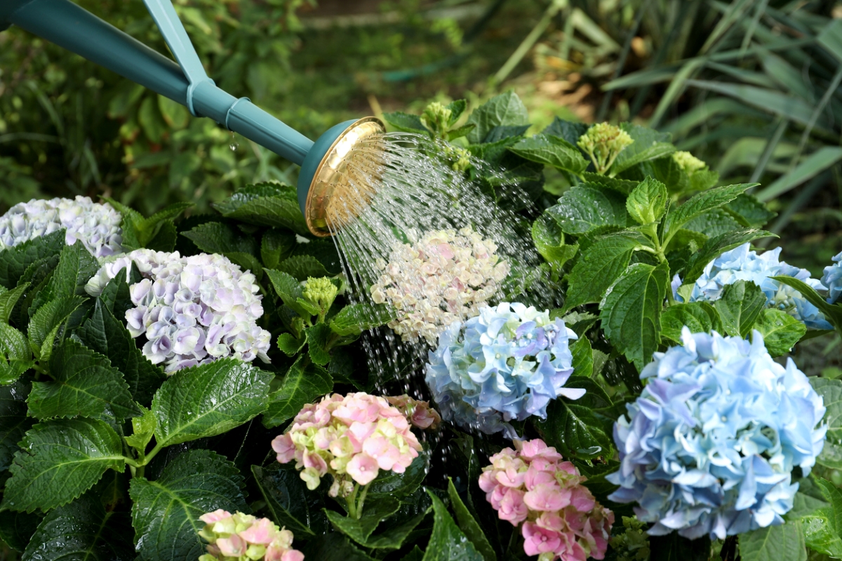 Hydrangea Care 101: How To Grow Hydrangeas In A Home Garden - Bob Vila