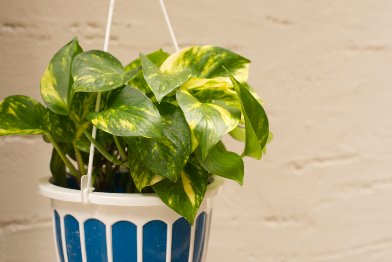 25 Unusual Hanging Basket Ideas  Hanging plants outdoor, Hanging plants,  Hanging potted plants