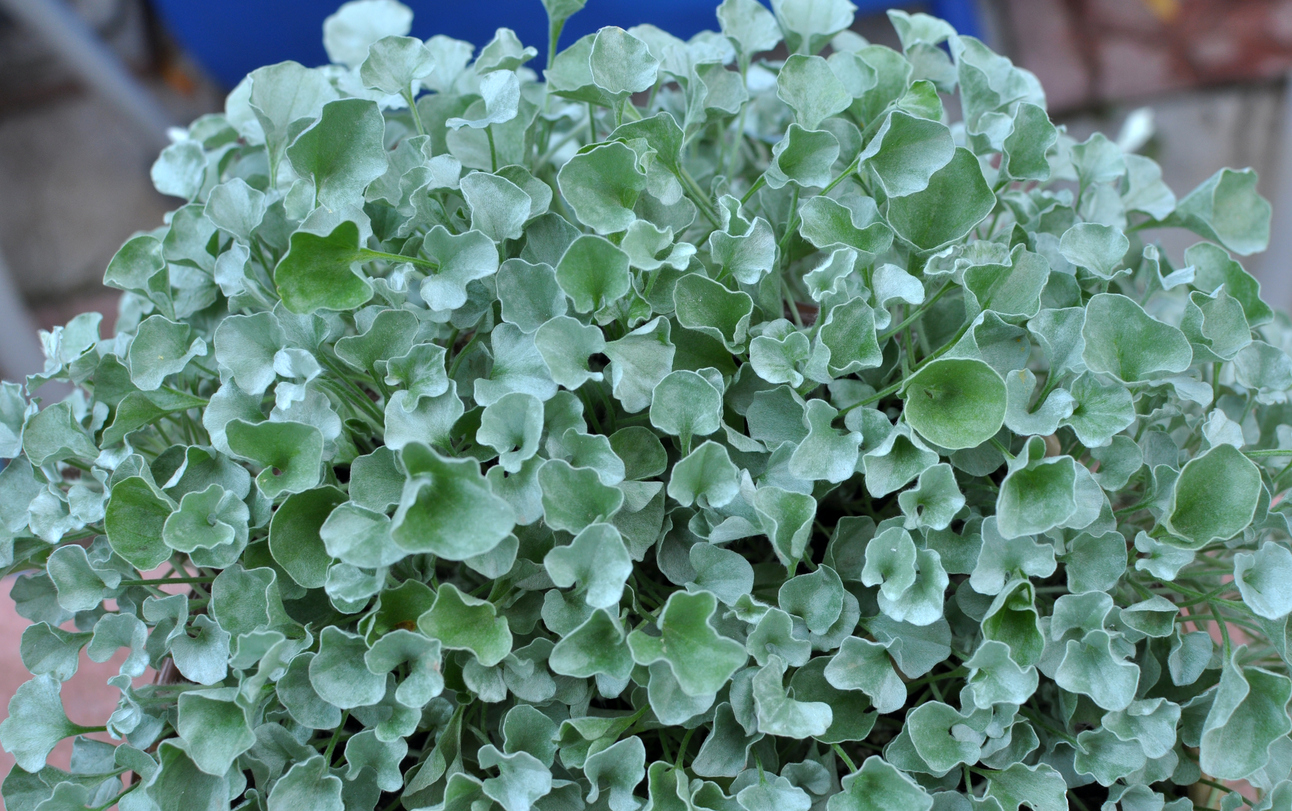 iStock-1418034582 plants for hanging baskets Dichondra argentea