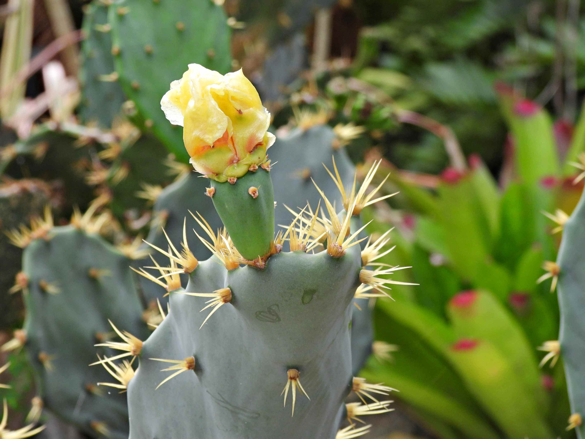 iStock-1423353235 thorny plant eastern prickly pear