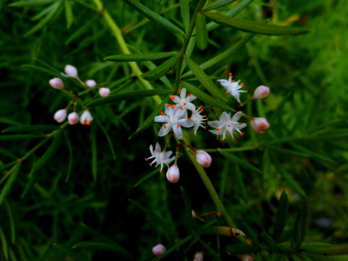 iStock-1438008153 plants for hanging baskets asparagus densiflorus close up with white flowers