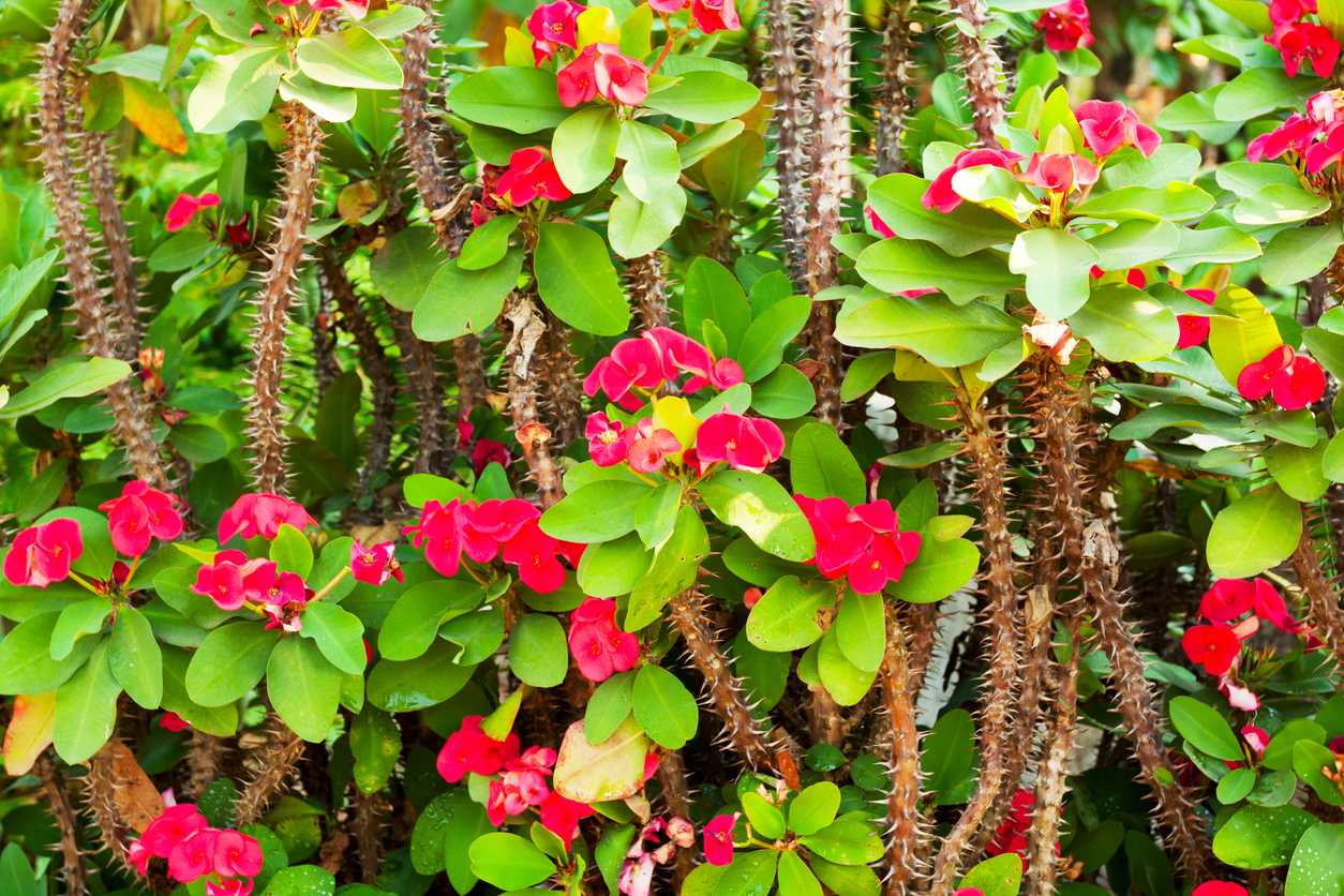 iStock-180755363 thorny plants Euphorbia Milii Crown of Thorns Plant