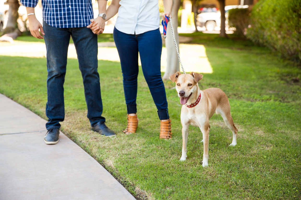 iStock-611863426 video doorbell couple with dog on the lawn