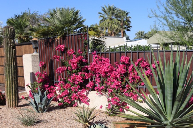 Add These Thorny Plants to Your Landscape to Boost Home Security - Bob Vila