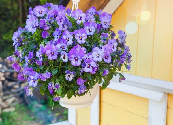 istock photo plants for hanging baskets pansies_hanging_basket