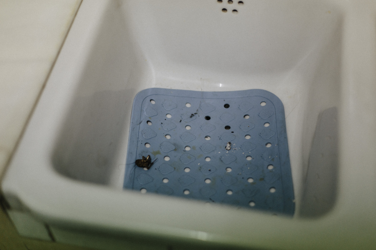 tiny black bugs in bathroom