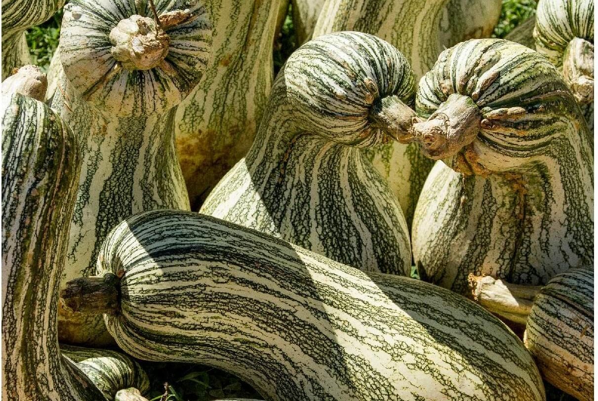 Amazon three sisters garden Everwilde Farms Cushaw Green Striped Pumpkin