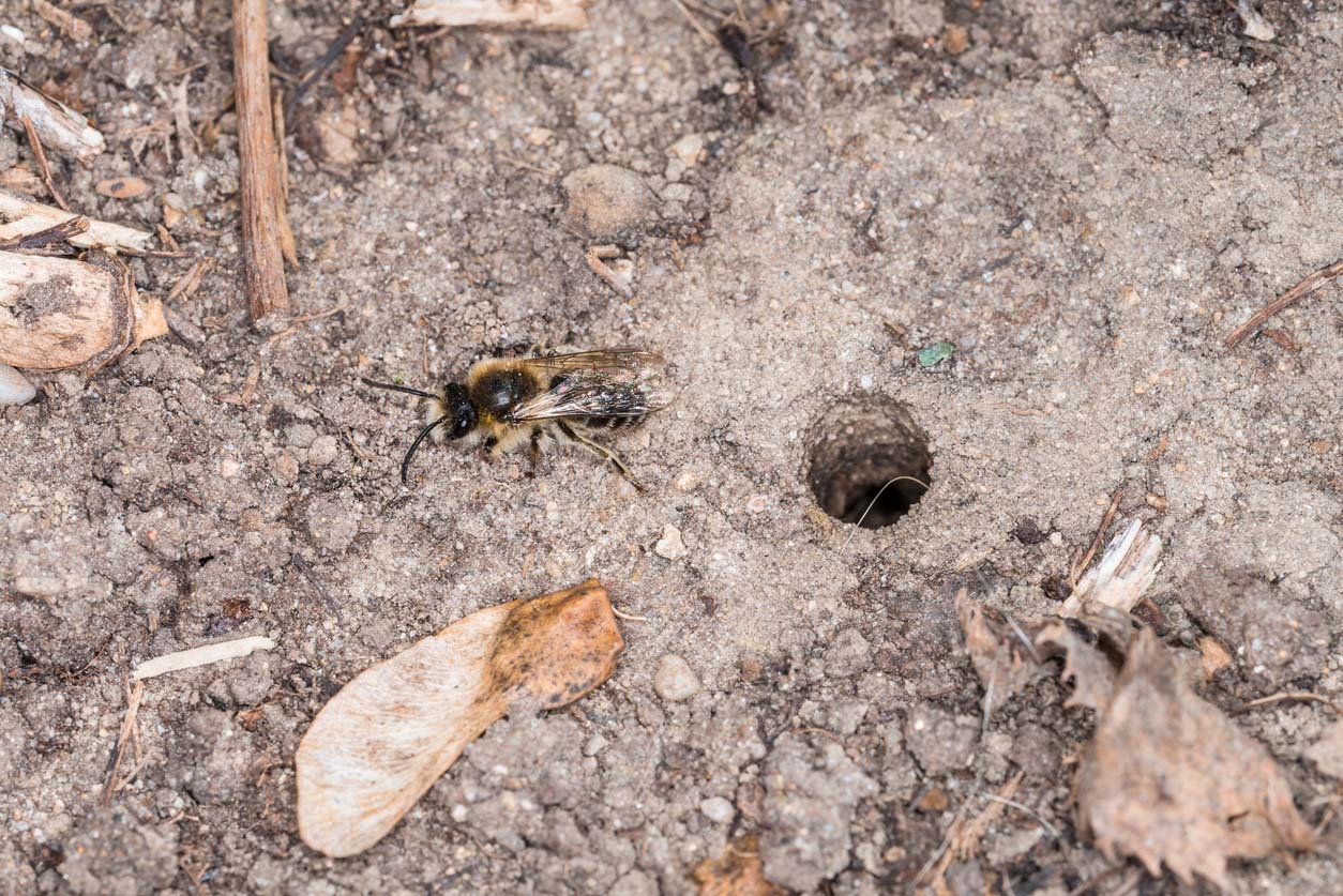 A ground bee is pictured next to its burrow.