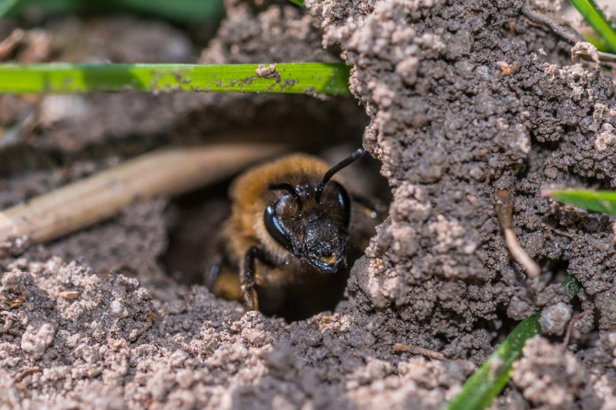 A ground bee emerges from the dirt.